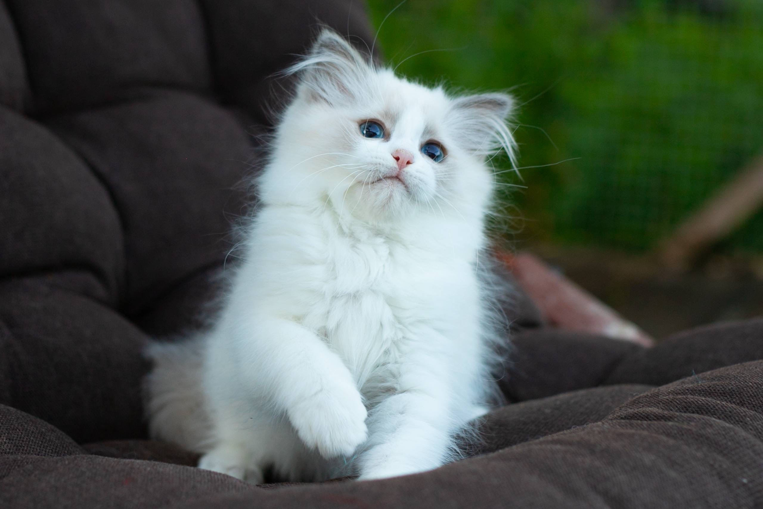 Freya