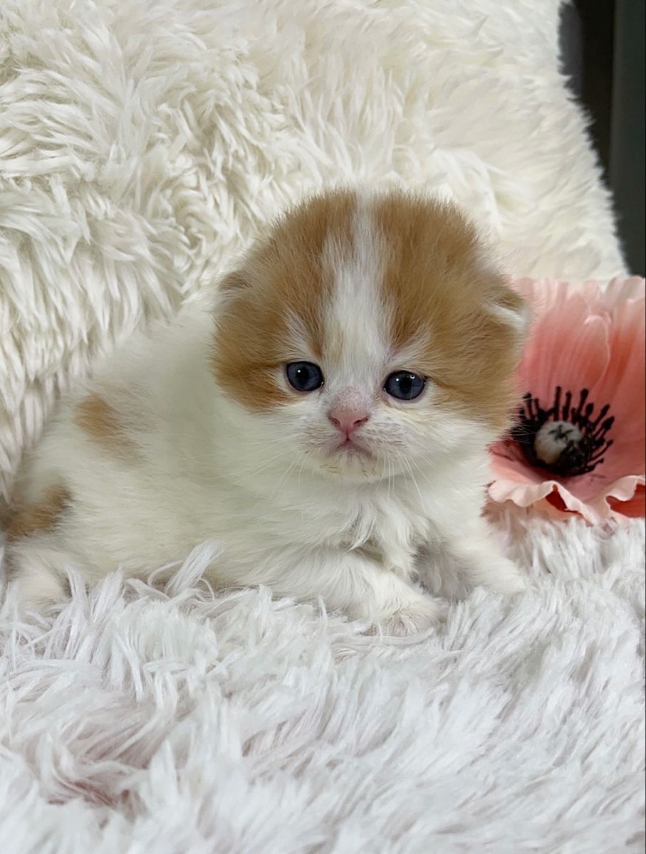 Munchkin Kitten