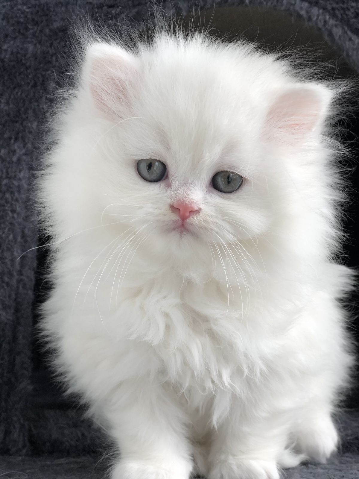 Ragdoll Kitten