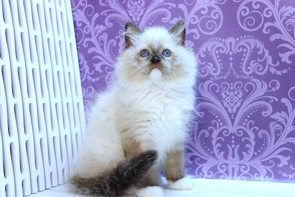 Sterling