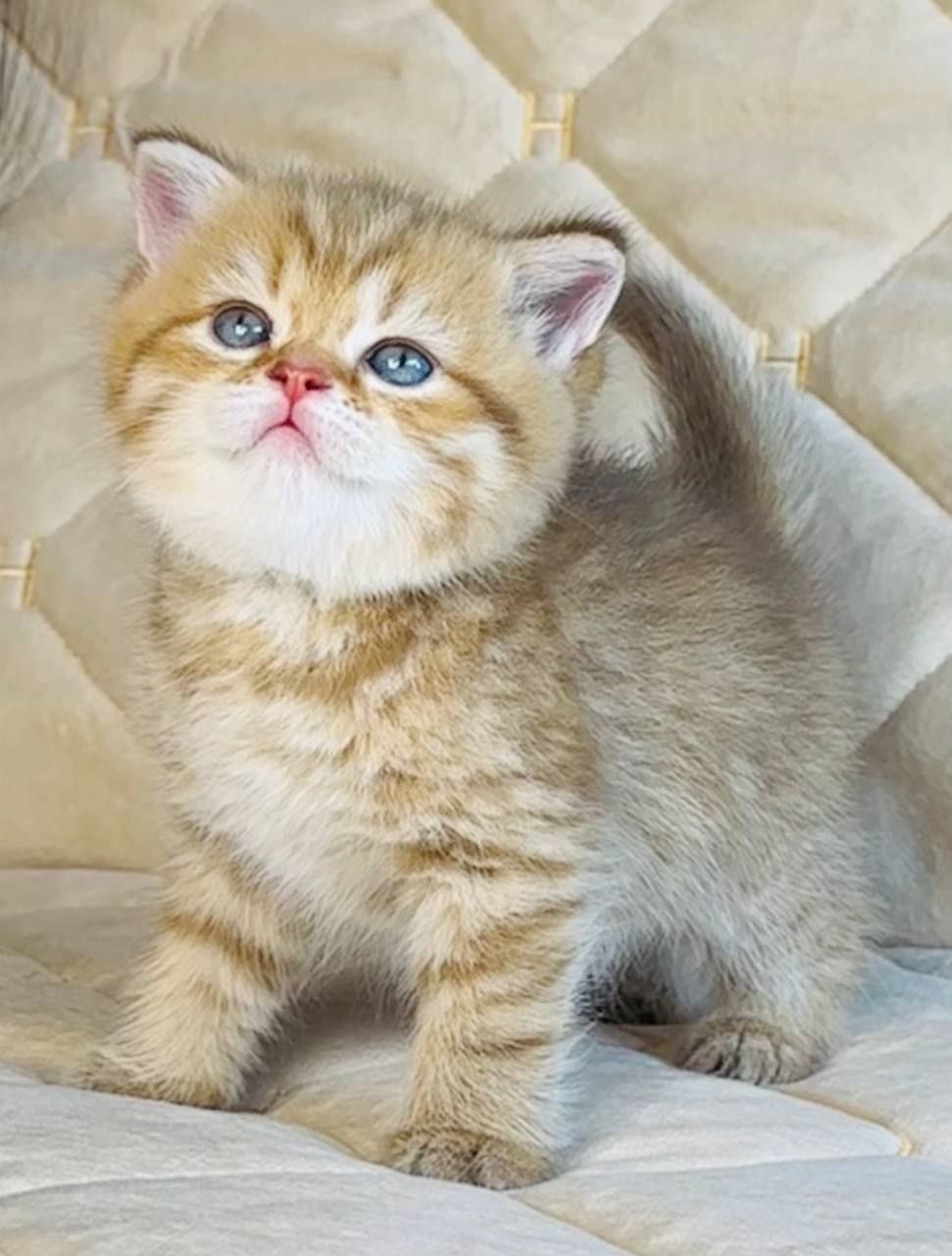 Winston