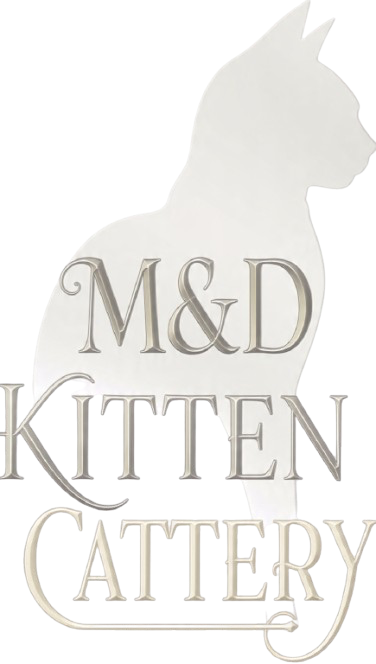 Morty Dom Cattery