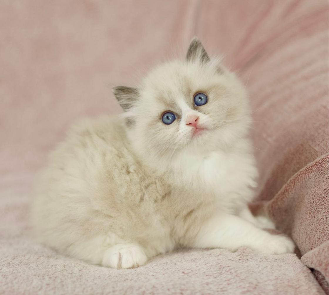 Milo